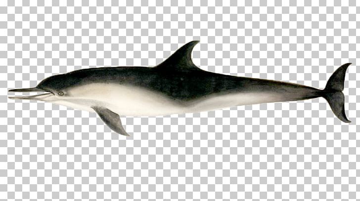 Short-beaked Common Dolphin Stenella Rough-toothed Dolphin Tucuxi White-beaked Dolphin PNG, Clipart, Animals, Common Bottlenose Dolphin, Dolphin, Fauna, Hand Free PNG Download