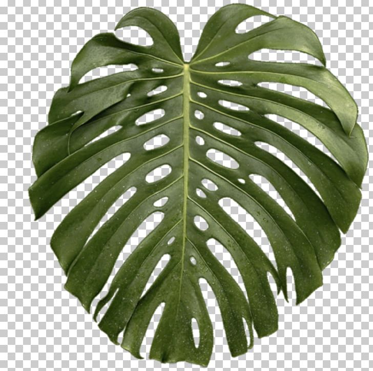 Leaf Swiss Cheese Plant Tropics PNG, Clipart, Alocasia Odora, Arecaceae, Leaf, Orchids, Palm Branch Free PNG Download