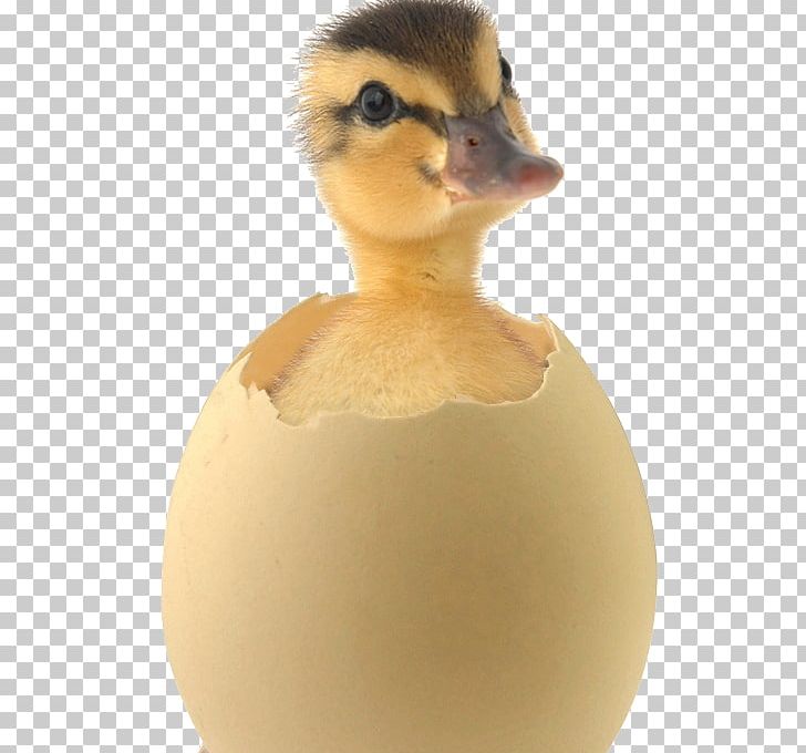 Salted Duck Egg Mallard Egg Incubation Muscovy Duck PNG, Clipart, Animals, Beak, Bird, Bird Nest, Candling Free PNG Download