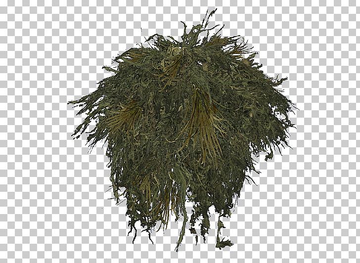 Tree PNG, Clipart, Dayz, Evergreen, Ghillie, Grass, Nature Free PNG Download