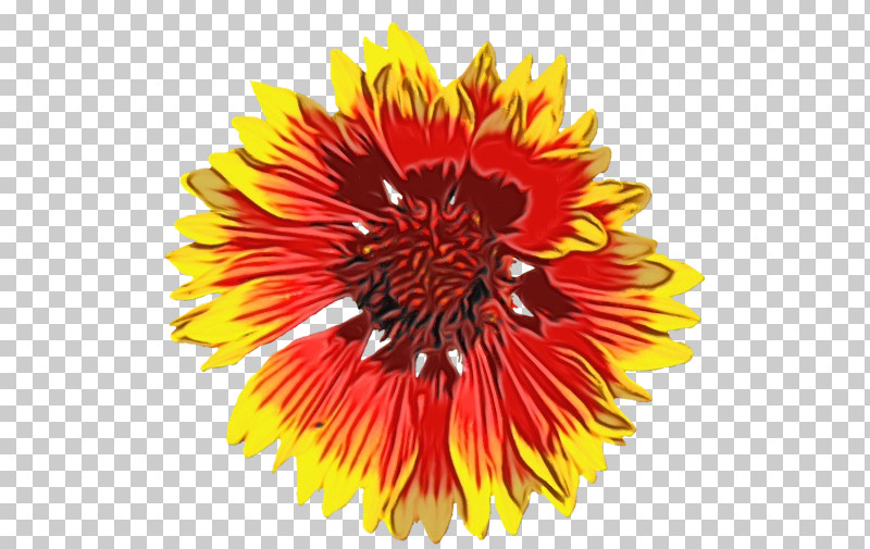 Blanket Flowers Transvaal Daisy Cut Flowers Sunflower Seed Chrysanthemum PNG, Clipart, Biology, Blanket Flowers, Chrysanthemum, Common Sunflower, Cut Flowers Free PNG Download