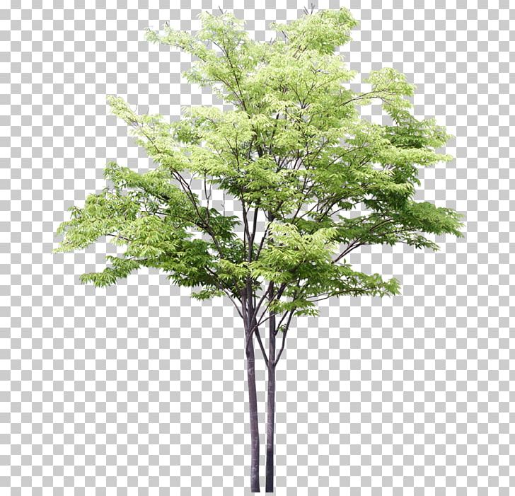 Architectural Drawing Tree Architecture PNG, Clipart, Architectural Drawing, Architecture, Art, Artist, Branch Free PNG Download