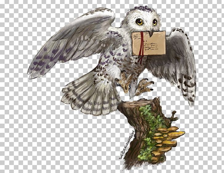 Harry Potter And The Philosopher's Stone Hedwig Owl Hogwarts PNG, Clipart, Art, Beak, Bird, Bird Of Prey, Falcon Free PNG Download