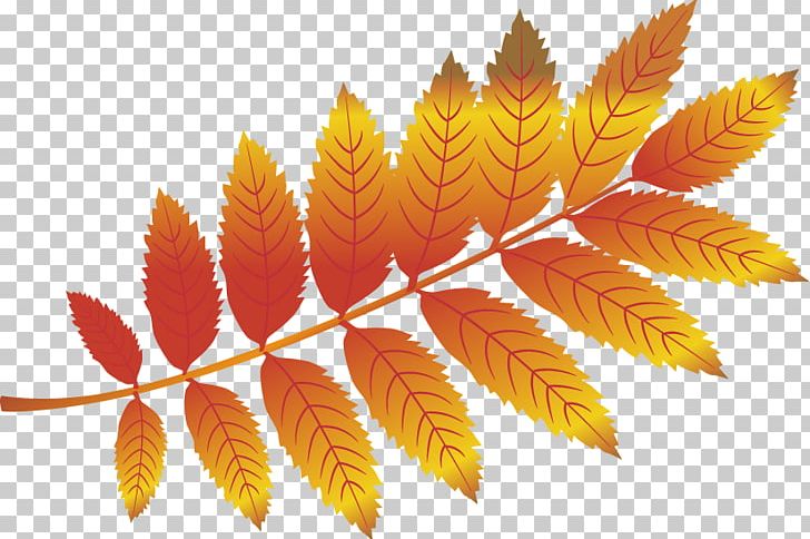 Leaf Autumn PNG, Clipart, Effect Vector, Fall Leaves, Free Vector, Happy Birthday Vector Images, Leaf Free PNG Download