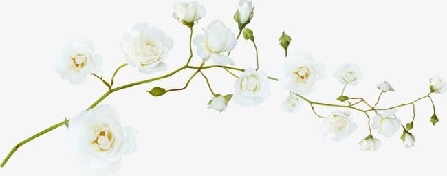 Pretty White Flowers Png Clipart Branches Flowers Flowers Clipart Pretty Clipart Squid Free Png Download