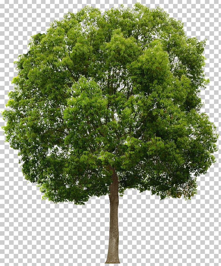 Tree PNG, Clipart, 3d Computer Graphics, Branch, Clip Art, Desktop Wallpaper, Download Free PNG Download