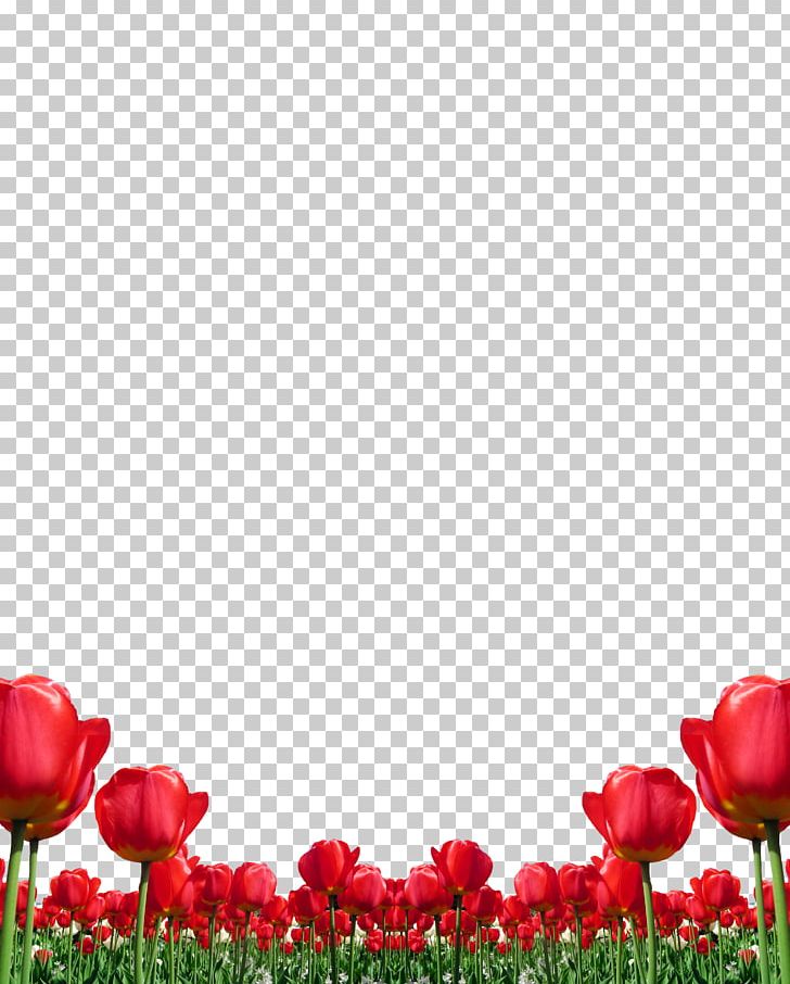 Tulip Flower Red PNG, Clipart, Designer, Euclidean Vector, Floral Design, Flower, Flower Bouquet Free PNG Download