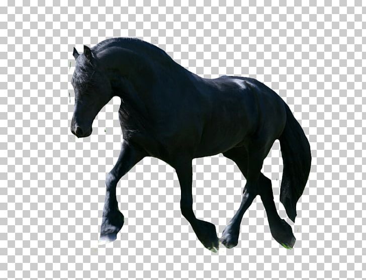Andalusian Horse Mustang Stallion Foal Mare PNG, Clipart, Andalusian Horse, Animal Figure, Black, Bridle, Colt Free PNG Download