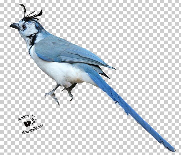 Bird Photography Blue Jay PNG, Clipart, Animals, Art, Beak, Bird, Bluebird Free PNG Download