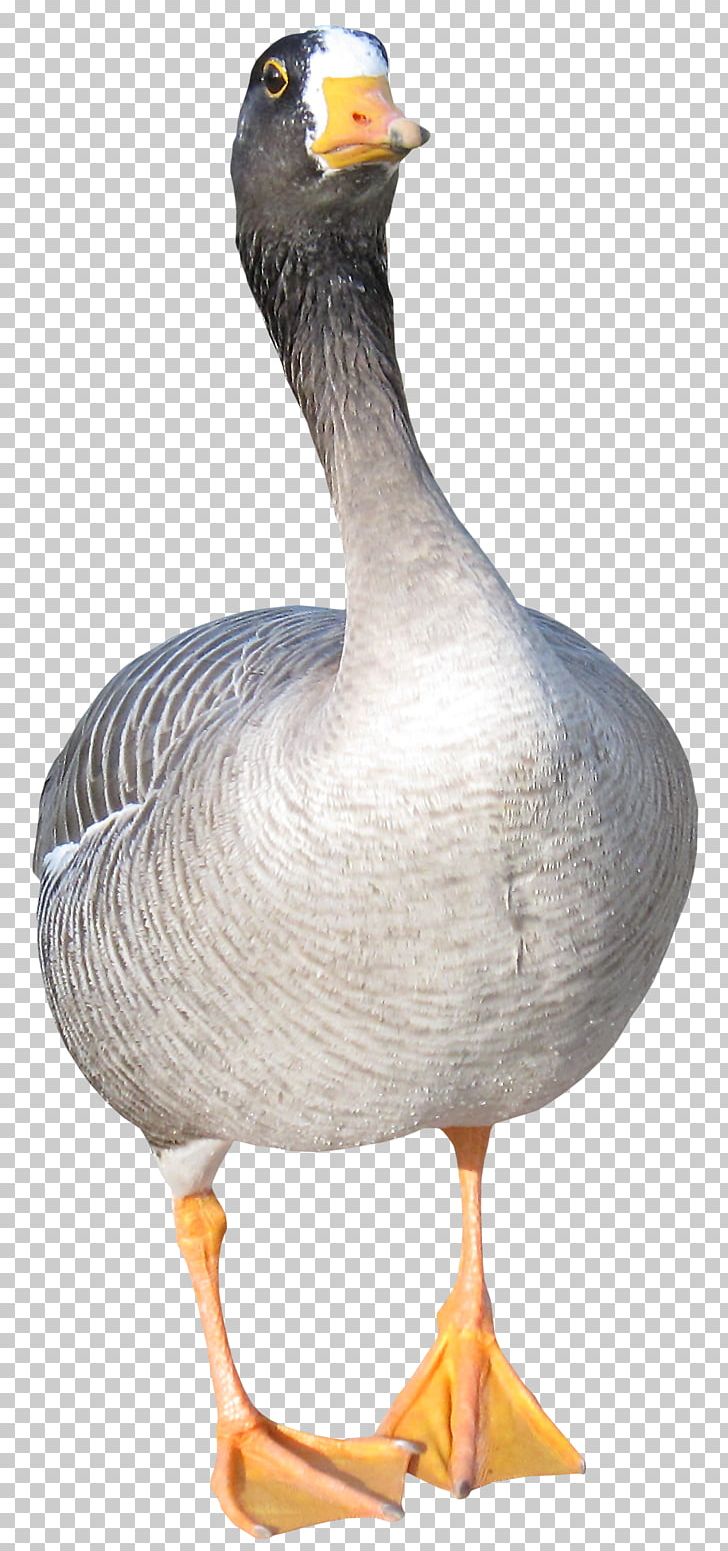 Duck Goose Bird PNG, Clipart, Animal, Animals, Beak, Cute, Cute Ducks Free PNG Download