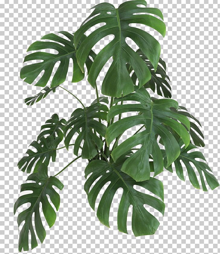 Swiss Cheese Plant Leaf Houseplant Green PNG, Clipart, 3d Computer Graphics, Arum Family, Chamaedorea Elegans, Cruz, Cut Flowers Free PNG Download