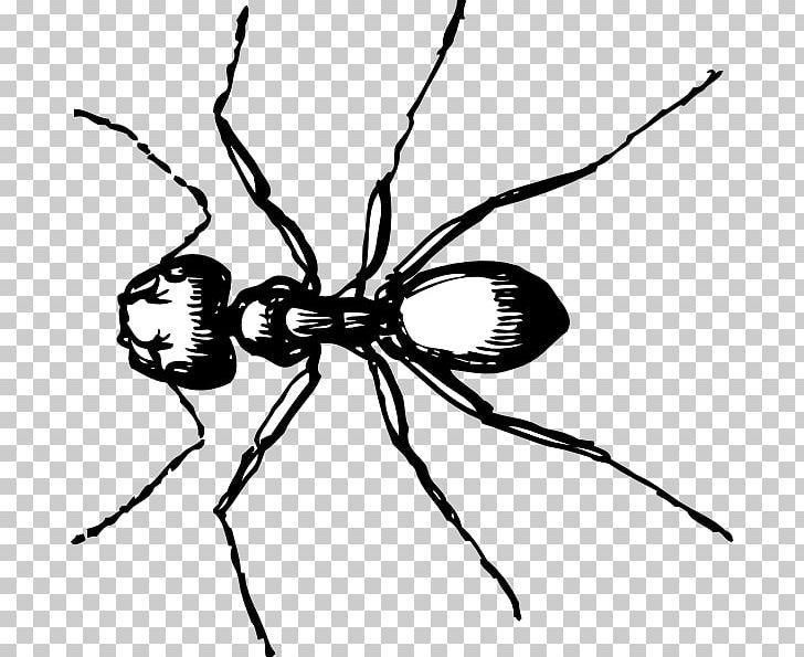 Ant PNG, Clipart, Ant, Ants, Arthropod, Black And White, Black Garden Ant Free PNG Download