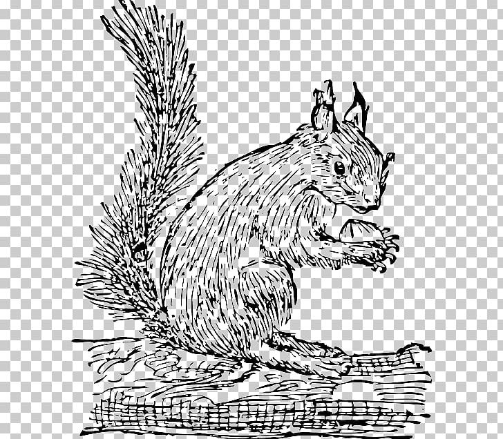 Eastern Gray Squirrel Rodent PNG, Clipart, Animals, Art, Black And White, Carnivoran, Cat Like Mammal Free PNG Download
