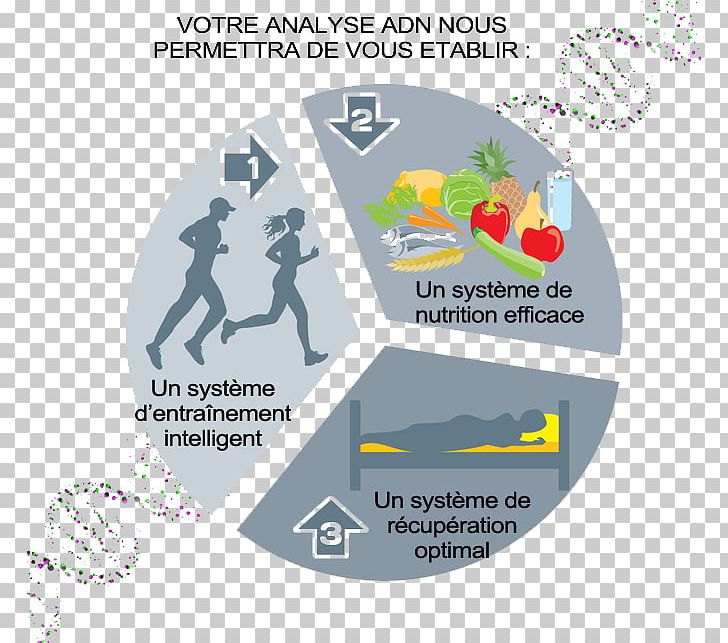 Exercise Physical Fitness Health Graphics Nutrition PNG, Clipart, Diagram, Diet, Exercise, Health, Health Fitness And Wellness Free PNG Download