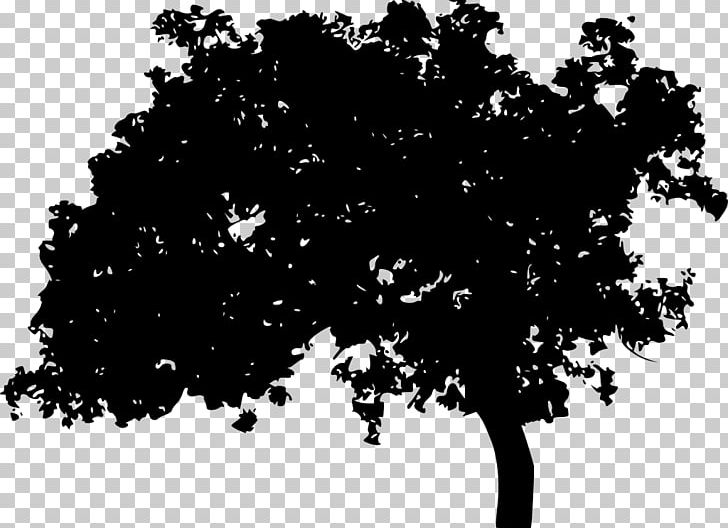 Silhouette Tree Photography Light PNG, Clipart, Animals, Black, Black And White, Branch, Computer Wallpaper Free PNG Download