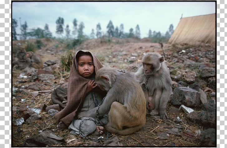 The Photo Essay Mary Ellen Mark PNG, Clipart, Fauna, Macaque, Mammal, Old World Monkey, Photoessay Free PNG Download
