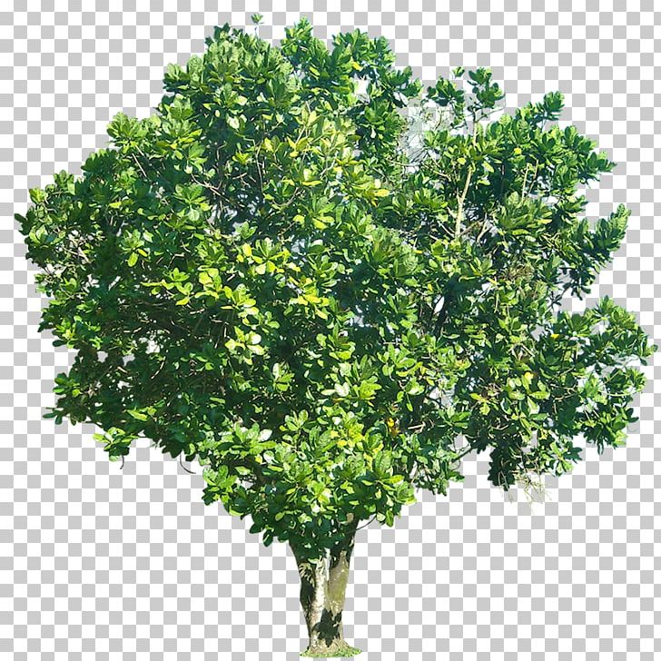 Barringtonia Asiatica Fruit Tree Photography PNG, Clipart, Barringtonia, Barringtonia Asiatica, Branch, Evergreen, Fruit Tree Free PNG Download