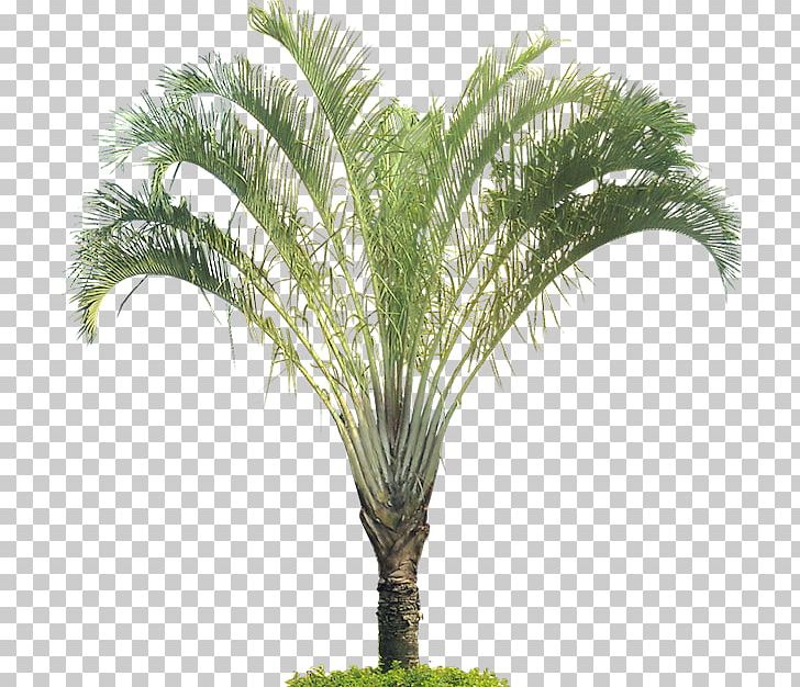 Dypsis Decaryi Tree Arecaceae Tropics Plant PNG, Clipart, Arecaceae, Arecales, Attalea Speciosa, Climate, Coconut Free PNG Download
