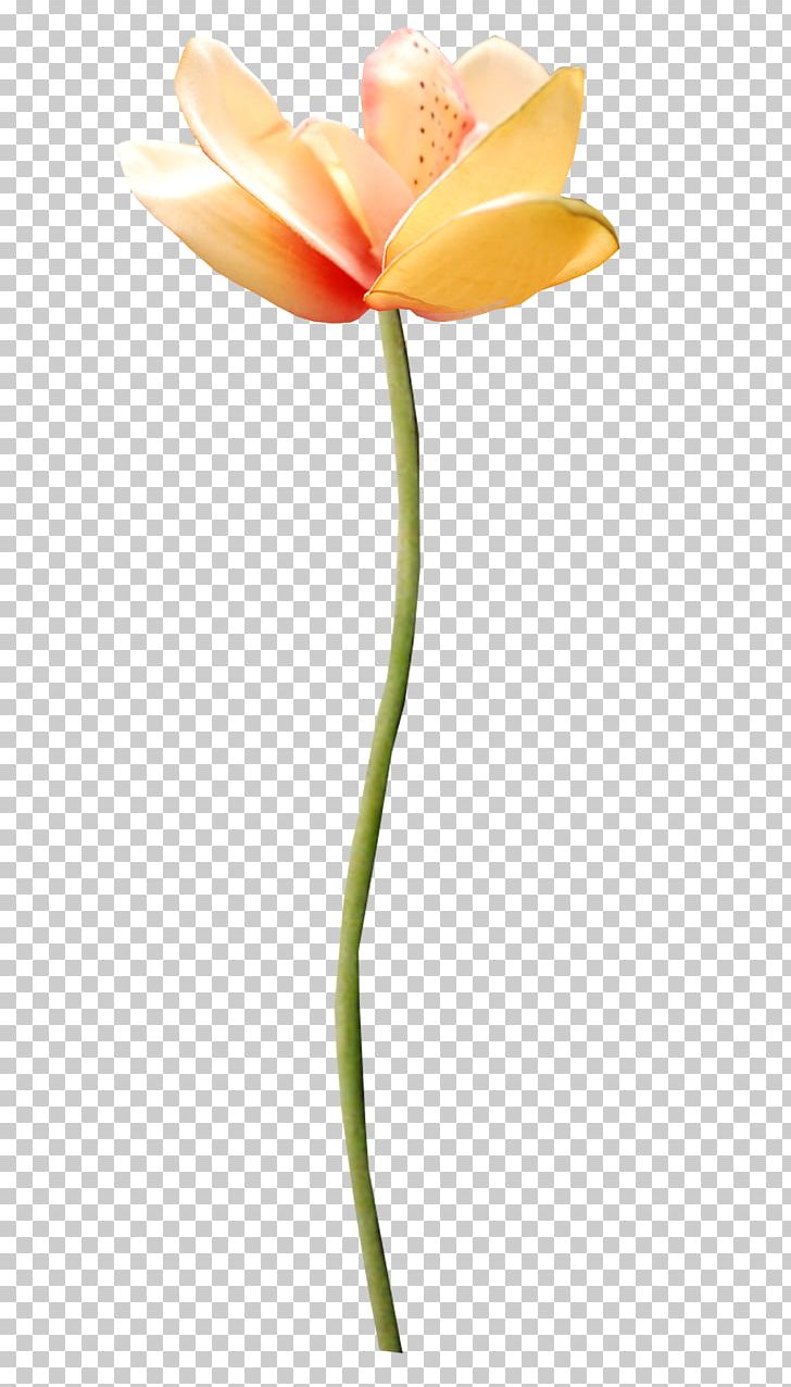 Flowering Plant Cut Flowers Tulip Plant Stem PNG, Clipart, Bud, Cut Flowers, Flora, Flower, Flowering Plant Free PNG Download