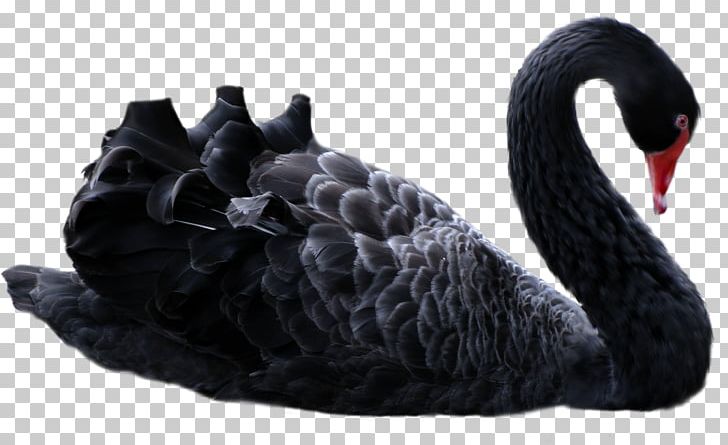 The Black Swan: The Impact Of The Highly Improbable Antifragile Black Swan Guesthouse Manong Road New Europa PNG, Clipart, Animals, Antifragile, Beak, Bird, Black Swan Free PNG Download