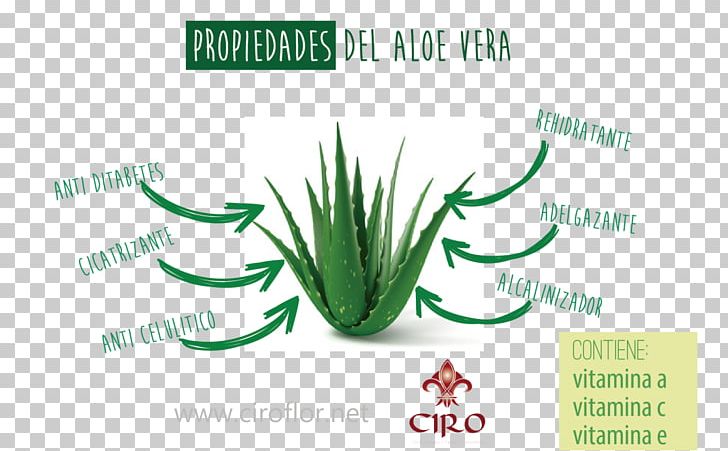 Aloe Vera Periorbital Puffiness Skin Aloes Periorbital Dark Circles PNG, Clipart, Allergy, Aloe, Aloes, Aloe Vera, Brand Free PNG Download
