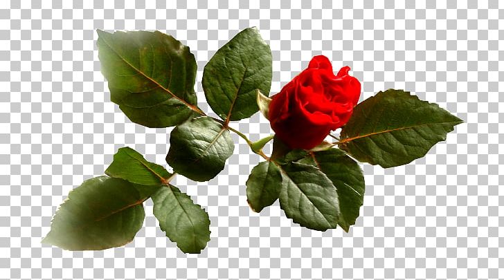 Blog Garden Roses .de PNG, Clipart, Blog, Diary, Flower, Garden Roses, Leaf Free PNG Download