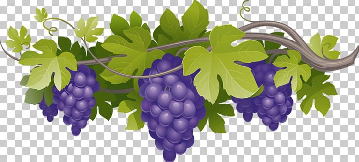 Common Grape Vine Grape Leaves PNG, Clipart, Eat, Flowering Plant, Food, Fruit, Fruit Nut Free PNG Download