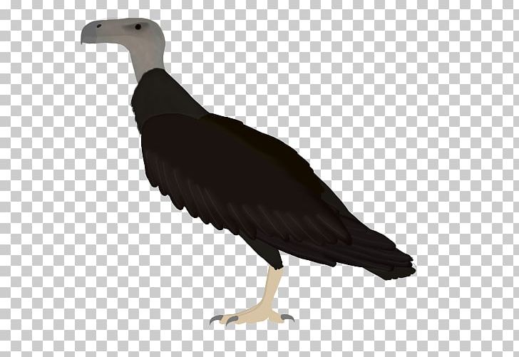 Vulture Seabird Beak Water Bird PNG, Clipart, Argentavis Magnificens, Beak, Bird, Bird Of Prey, Fauna Free PNG Download
