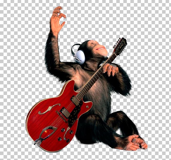 Fender Stratocaster Guitar Amplifier Gibson ES-335 Monkey PNG, Clipart, Animals, Bass, Chubby Gorilla, Funny Gorilla Logo, Gibson Brands Inc Free PNG Download