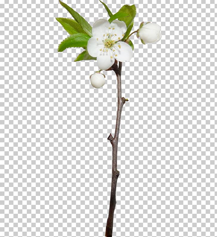 Flower PNG, Clipart, Blossom, Branch, Cerasus, Cherry, Cherry Blossom Free PNG Download