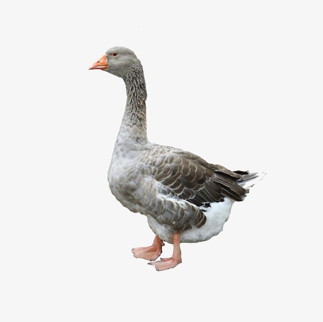 Goose PNG, Clipart, Animal, Geese, Goose, Goose Clipart, Grey Free PNG Download