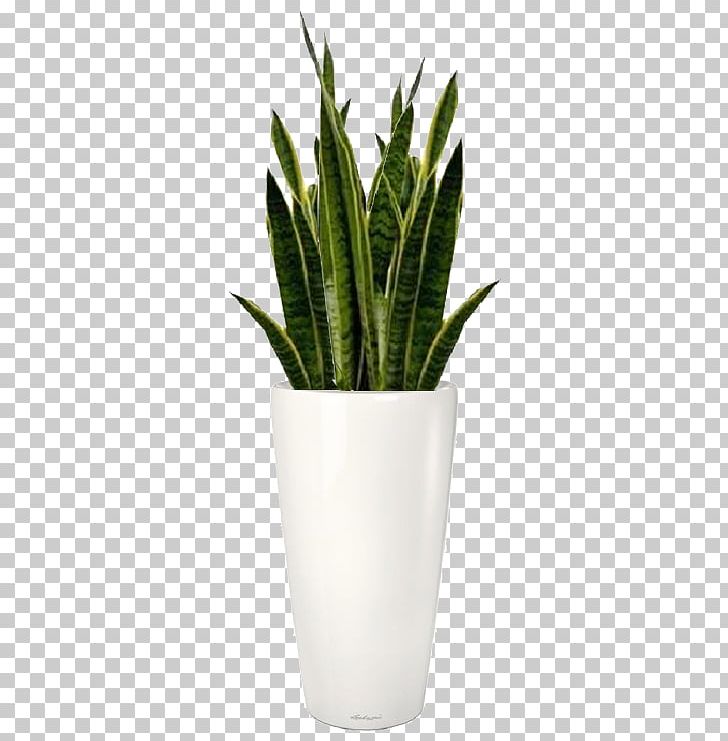 Houseplant Flowerpot Photography PNG, Clipart, Digital Image, Drawing, Flowerpot, Food Drinks, Herbalism Free PNG Download