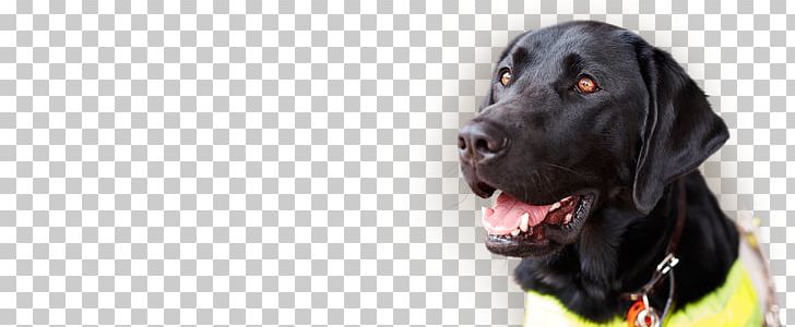 Labrador Retriever Flat-Coated Retriever Sporting Group Dog Breed PNG, Clipart, Animal, Breed, Canidae, Coat, Crossbreed Free PNG Download
