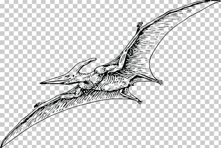 Pterodactyls Pteranodon Pterosaurs Fregatidae Dinosaur PNG, Clipart, Artwork, Beak, Bird, Black And White, Body Jewelry Free PNG Download