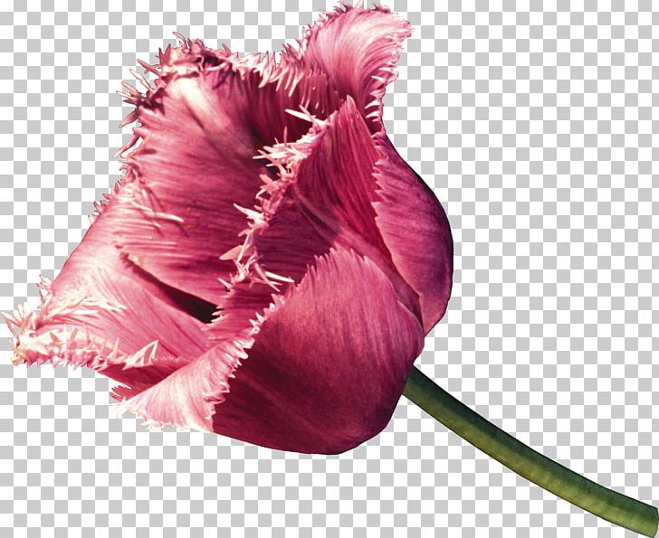 Tulip Cut Flowers Petal Plant Stem PNG, Clipart, Cloud, Cream, Cultivar, Cut Flowers, Embroidery Free PNG Download