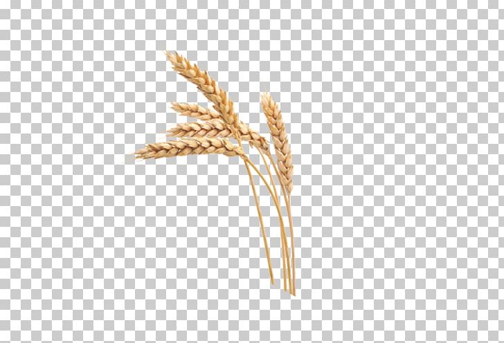 Wheat Beer Transparency And Translucency PNG, Clipart, Bread, Cereal, Cereal Germ, Dinkel Wheat, Durum Free PNG Download