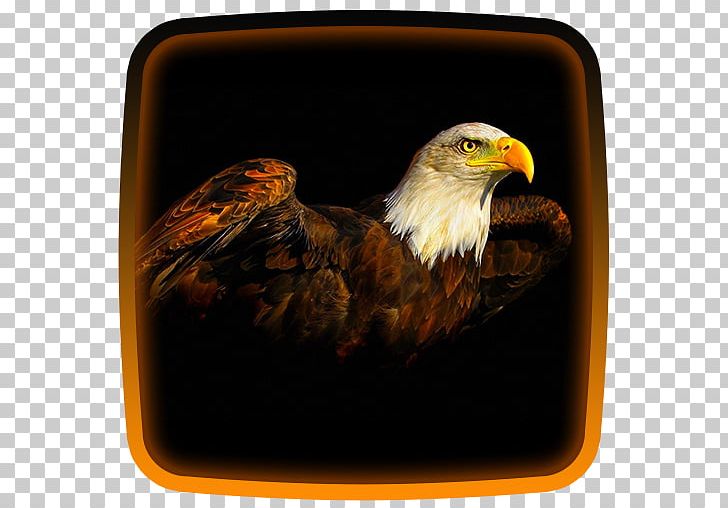 Bald Eagle Bird Desktop PNG, Clipart, Accipitriformes, Animal, Animals, Bald Eagle, Beak Free PNG Download
