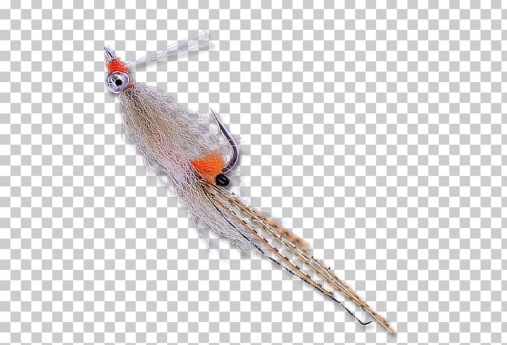 Beak Feather PNG, Clipart, Beak, Bird, Feather, Fish, Mantis Shrimp Free PNG Download