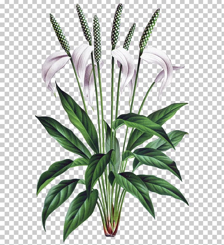Flower Spathiphyllum Wallisii Drawing Botanical Illustration Botany PNG, Clipart, Art, Drawing, Flora, Floral Design, Flower Free PNG Download