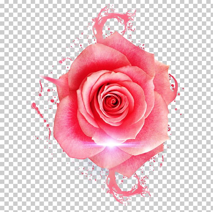 Garden Roses Centifolia Roses Beach Rose Pink Flower PNG, Clipart, Beautiful, Bones, Centifolia Roses, Cut Flowers, Delicious Free PNG Download