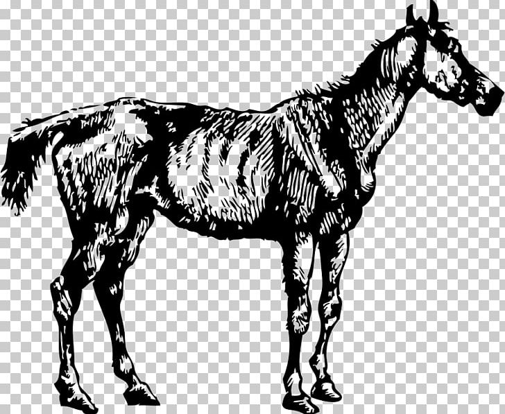 Horse Mare PNG, Clipart, Animal, Animal Figure, Animals, Black, Donkey Free PNG Download