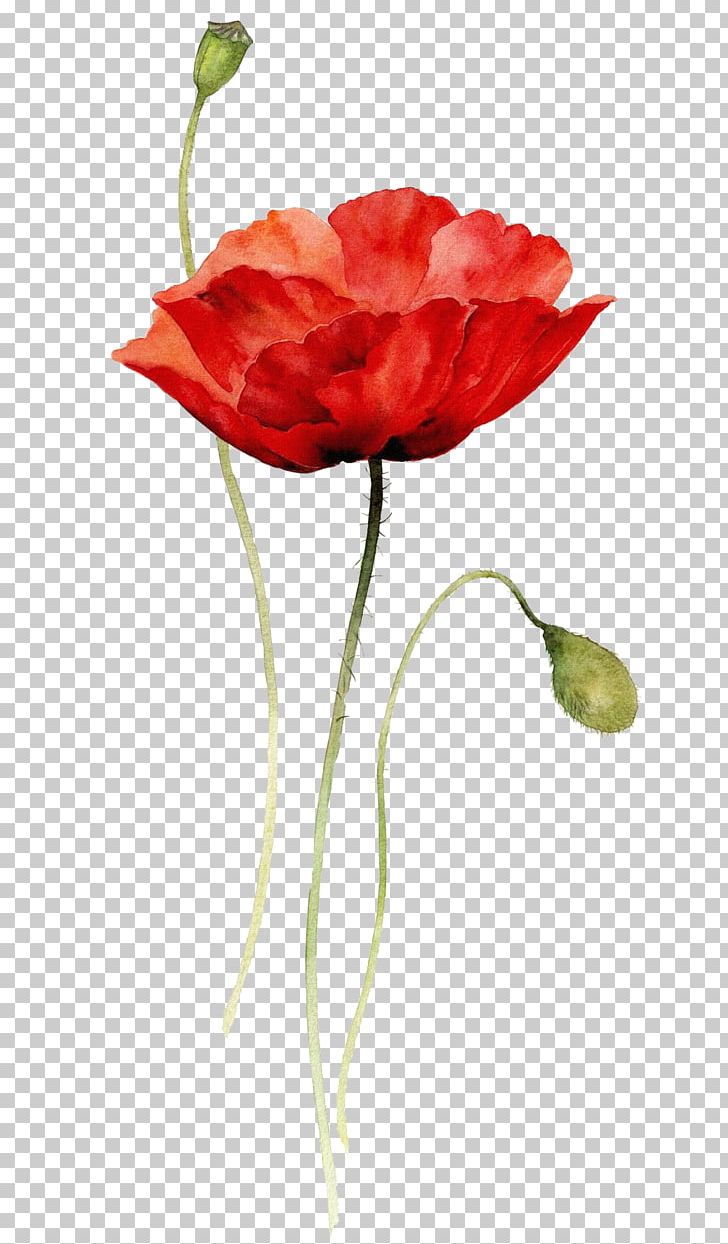 Poppies Watercolor Painting Paper Drawing PNG, Clipart, Abstract, Abstract Lines, Common Poppy, Coquelicot, Film Free PNG Download