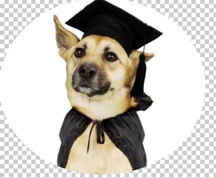 Puppy Labrador Retriever Kerry Blue Terrier Dog Training Graduation Ceremony PNG, Clipart, Academic Dress, Animals, Carnivoran, Dog, Dog Breed Free PNG Download
