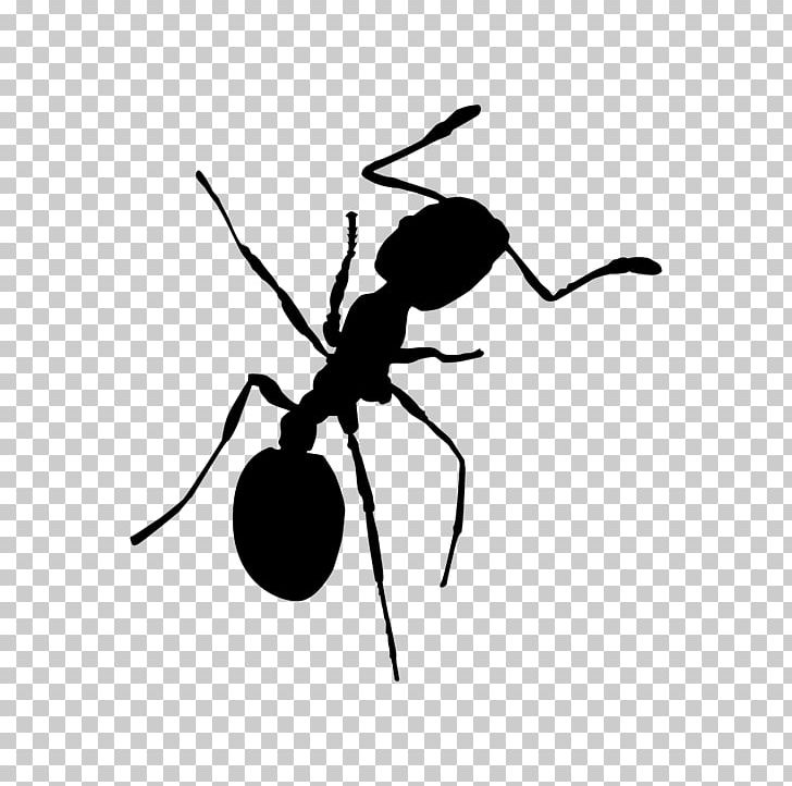 Red Imported Fire Ant Pharaoh Ant Insect Bullet Ant PNG, Clipart, Animals, Ant, Ants, Arthropod, Black Free PNG Download