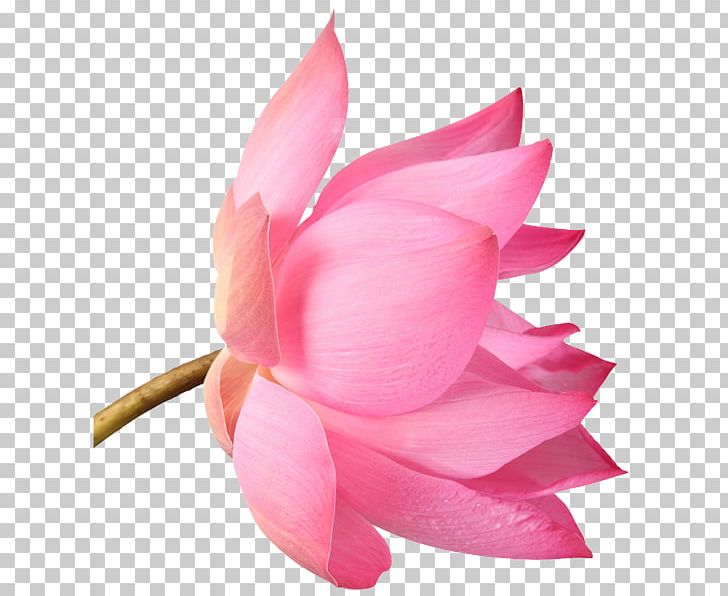 The Lotus Project: The Art Of Being A Woman Beautician Skin Cosmetics Beauty PNG, Clipart, Aloe Vera, Beauty Parlour, Cosmetology, Cut Flowers, Dermatology Free PNG Download