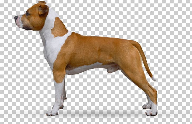 American Staffordshire Terrier Dog Breed Boxer Olde English Bulldogge Staffordshire Bull Terrier PNG, Clipart, American Staffordshire Terrier, Animals, Blue Nose, Box, Bulldog Free PNG Download