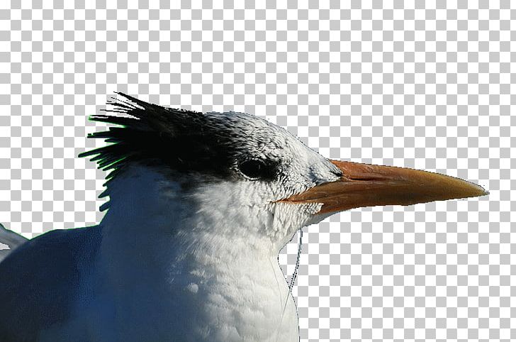 Beak Close-up Seabird Neck Feather PNG, Clipart, Animals, Beak, Bird, Closeup, Closeup Free PNG Download