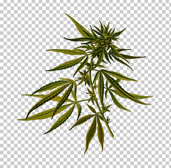 Cannabis Sativa Marijuana Cannabis Ruderalis Hemp PNG, Clipart, Botanical Illustration, Botany, Cannabidiol, Cannabis, Cannabis Png Free PNG Download