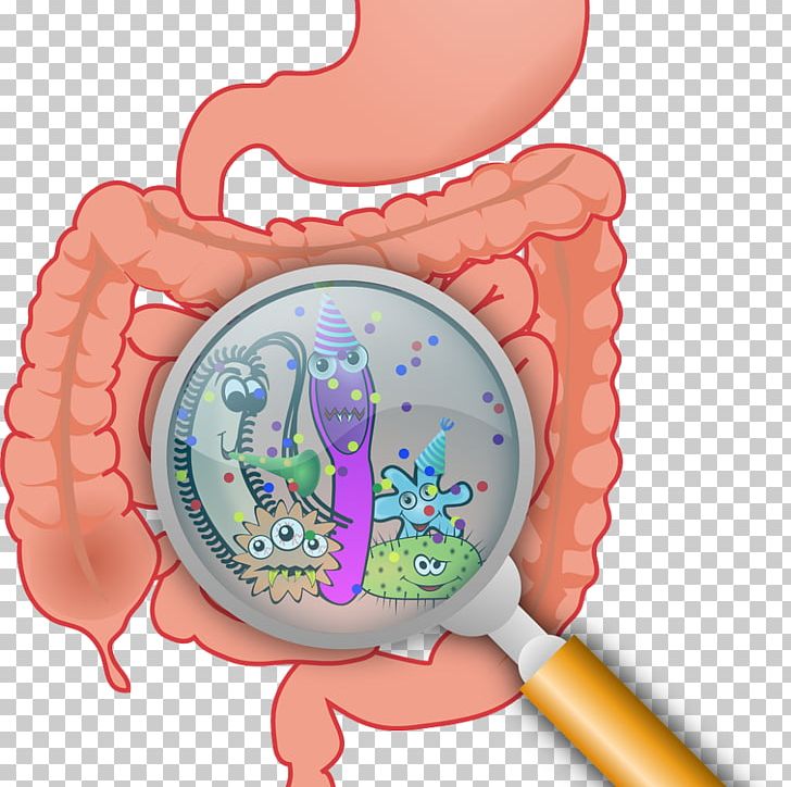 Gastrointestinal Tract Gut Flora Irritable Bowel Syndrome Large Intestine Leaky Gut Syndrome PNG, Clipart, Baby Toys, Bacteria, Digestion, Digestive Enzyme, Dysbiosis Free PNG Download