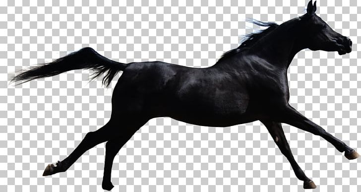 Horse Stallion Mane PNG, Clipart, Animals, Black, Black And White, Dark, Darkness Free PNG Download